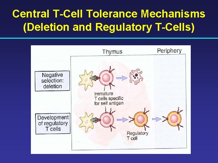 Central T-Cell Tolerance Mechanisms (Deletion and Regulatory T-Cells) 