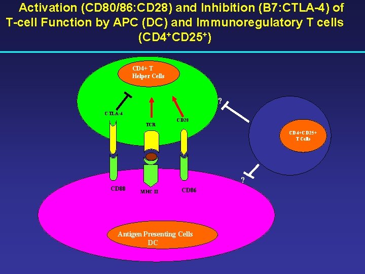 Activation (CD 80/86: CD 28) and Inhibition (B 7: CTLA-4) of T-cell Function by