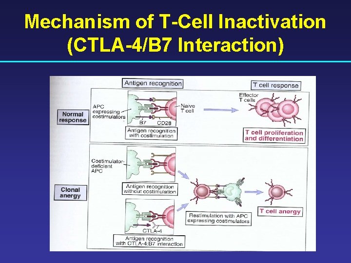 Mechanism of T-Cell Inactivation (CTLA-4/B 7 Interaction) 