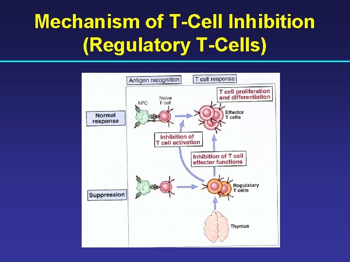 Mechanism of T-Cell Inhibition (Regulatory T-Cells) 