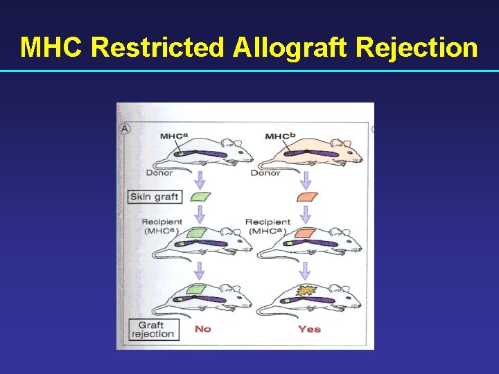 MHC Restricted Allograft Rejection 
