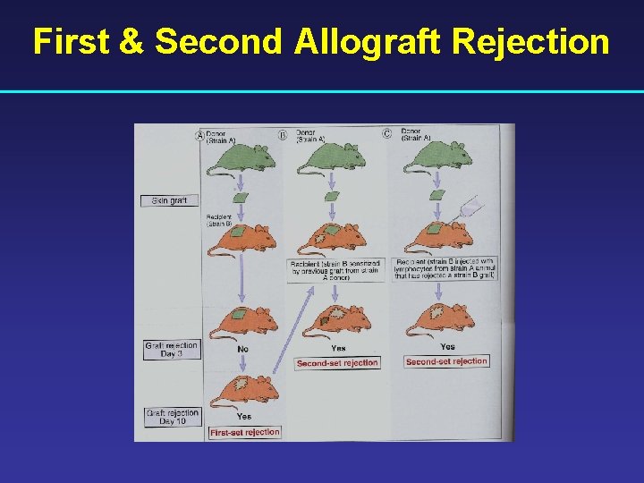 First & Second Allograft Rejection 