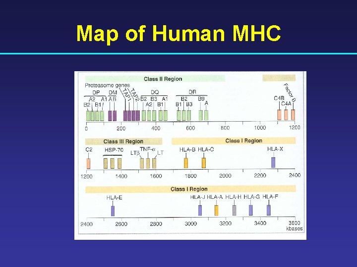 Map of Human MHC 