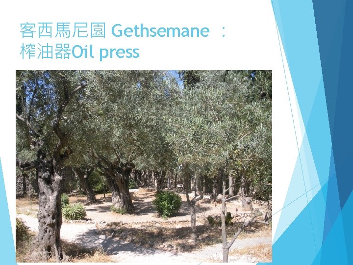 客西馬尼園 Gethsemane ： 榨油器Oil press 