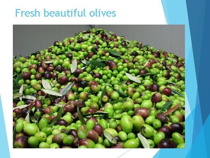 Fresh beautiful olives 