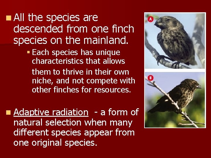 n All the species are descended from one finch species on the mainland. §