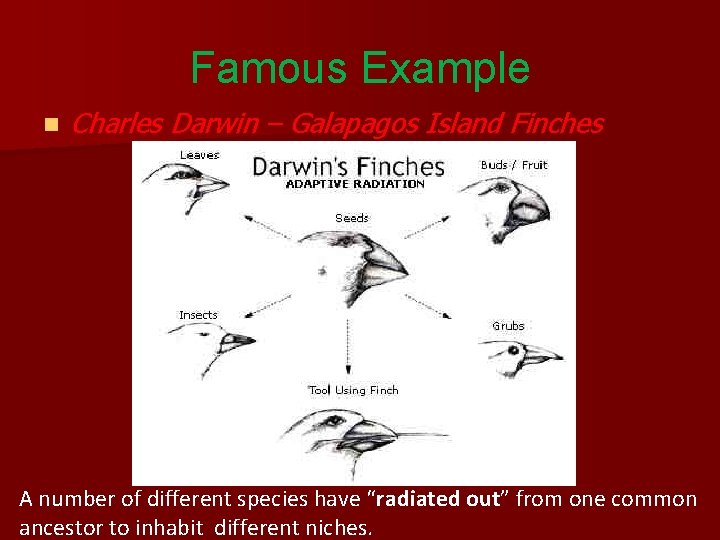 Famous Example n Charles Darwin – Galapagos Island Finches A number of different species