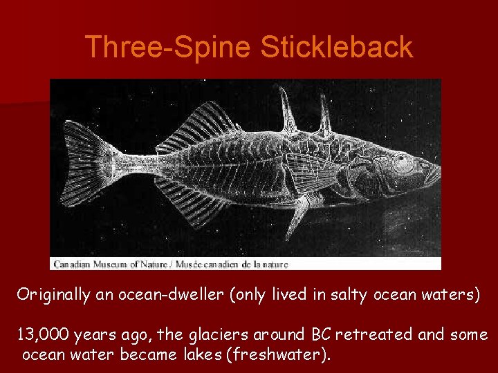 Three-Spine Stickleback Originally an ocean-dweller (only lived in salty ocean waters) 13, 000 years