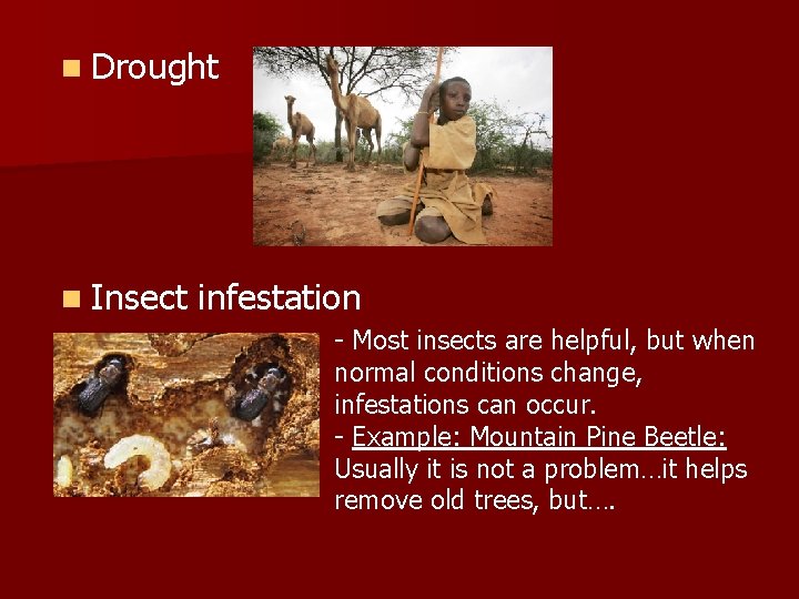 n Drought n Insect infestation - Most insects are helpful, but when normal conditions