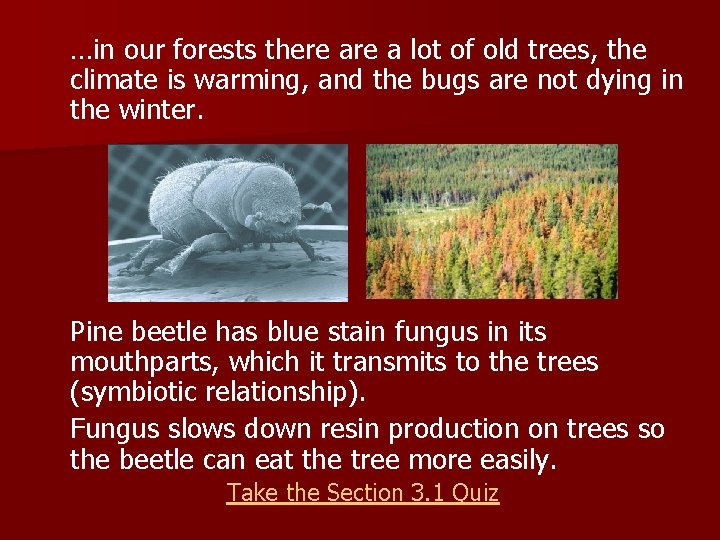 …in our forests there a lot of old trees, the climate is warming, and