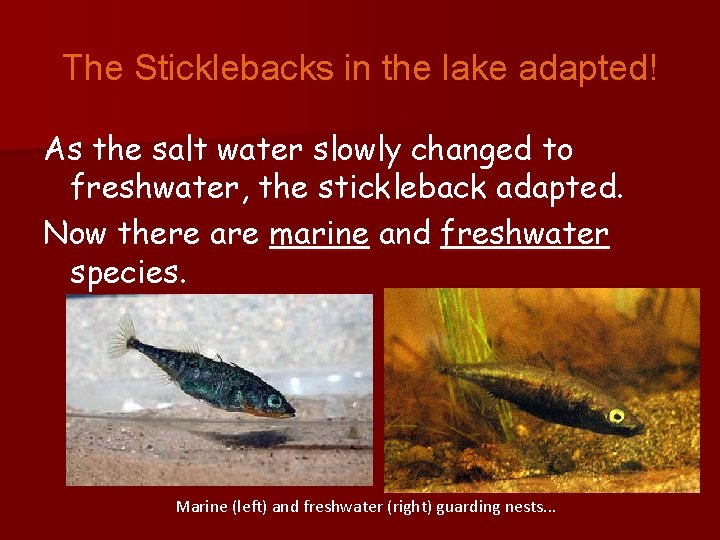 The Sticklebacks in the lake adapted! As the salt water slowly changed to freshwater,