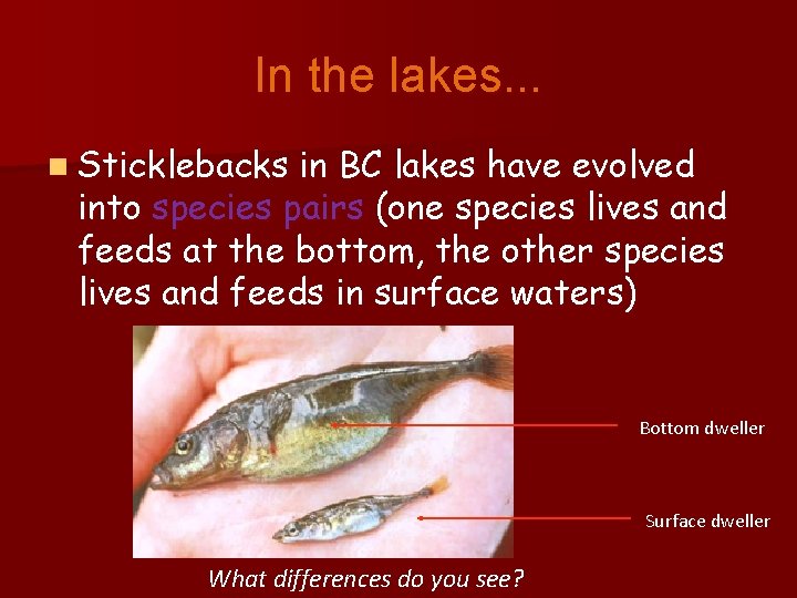In the lakes. . . n Sticklebacks in BC lakes have evolved into species
