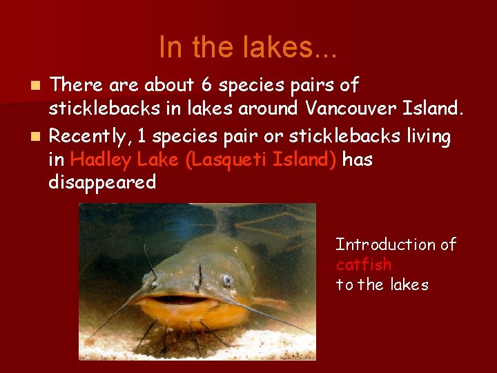 In the lakes. . . There about 6 species pairs of sticklebacks in lakes