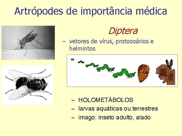 Artrópodes de importância médica Diptera – vetores de vírus, protozoários e helmintos – HOLOMETÁBOLOS