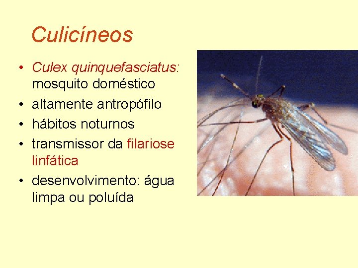 Culicíneos • Culex quinquefasciatus: mosquito doméstico • altamente antropófilo • hábitos noturnos • transmissor