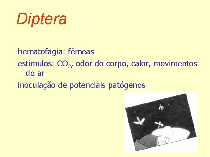 Diptera hematofagia: fêmeas estímulos: CO 2, odor do corpo, calor, movimentos do ar inoculação