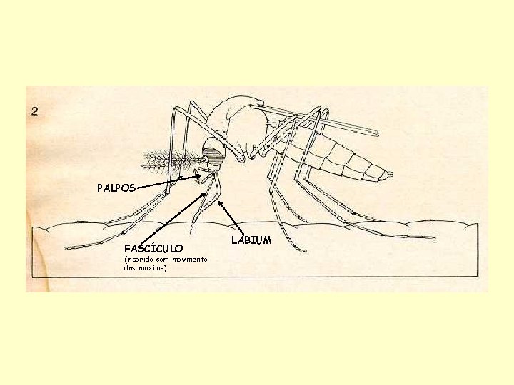 PALPOS FASCÍCULO (inserido com movimento das maxilas) LABIUM 