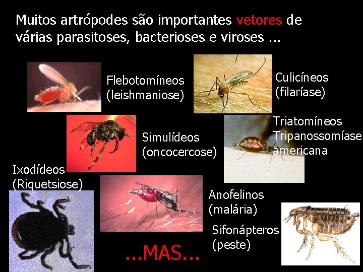 Muitos artrópodes são importantes vetores de várias parasitoses, bacterioses e viroses. . . Culicíneos