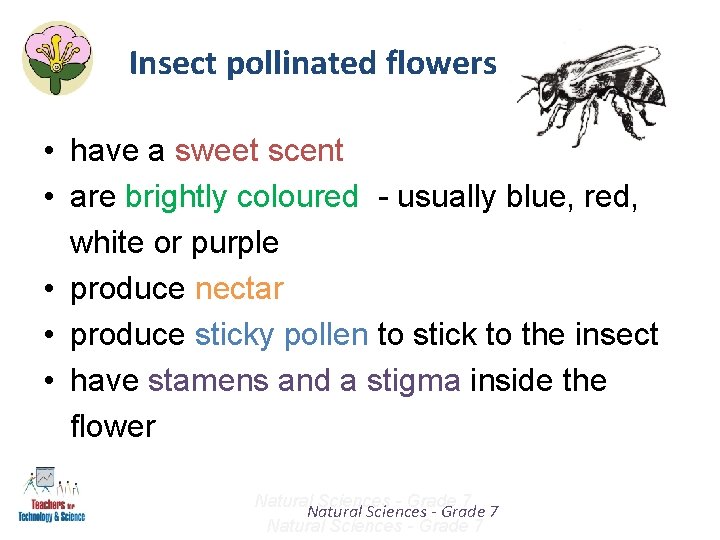 Insect pollinated flowers • have a sweet scent • are brightly coloured - usually