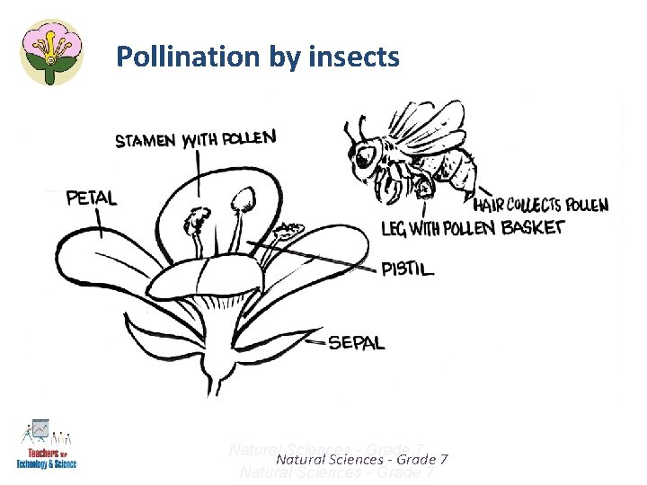 Pollination by insects Natural Sciences - Grade 7 