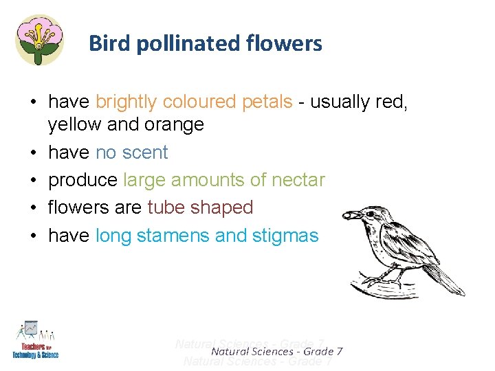 Bird pollinated flowers • have brightly coloured petals - usually red, yellow and orange