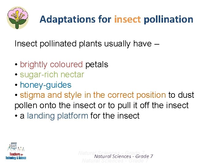 Adaptations for insect pollination Insect pollinated plants usually have – • brightly coloured petals