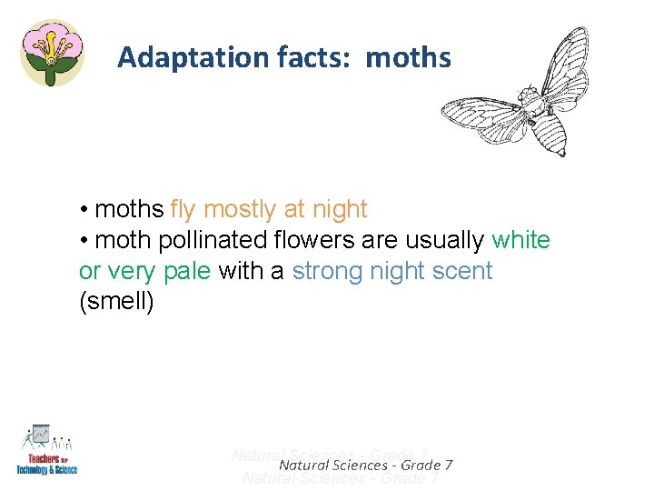 Adaptation facts: moths • moths fly mostly at night • moth pollinated flowers are