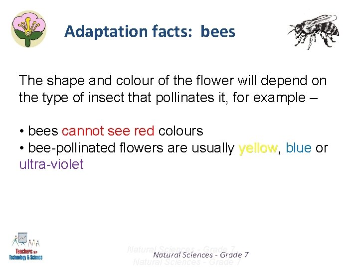 Adaptation facts: bees The shape and colour of the flower will depend on the