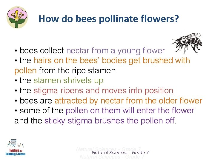 How do bees pollinate flowers? • bees collect nectar from a young flower •