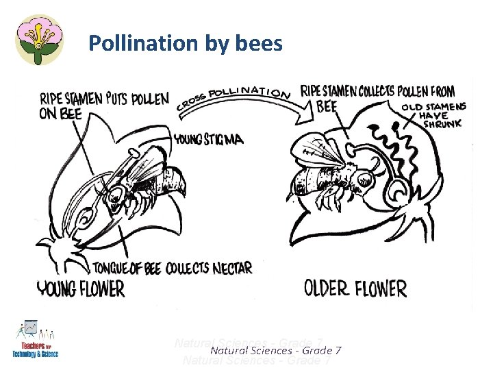 Pollination by bees Natural Sciences - Grade 7 