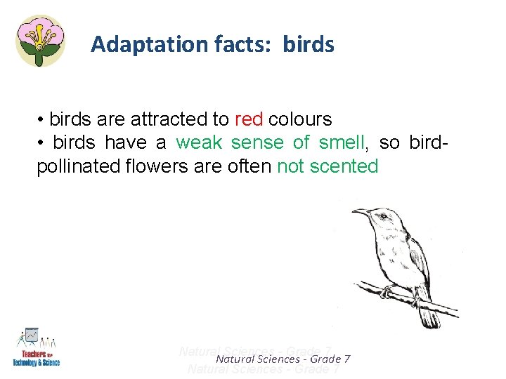 Adaptation facts: birds • birds are attracted to red colours • birds have a