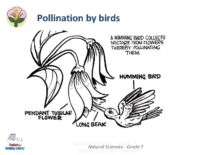 Pollination by birds Natural Sciences - Grade 7 