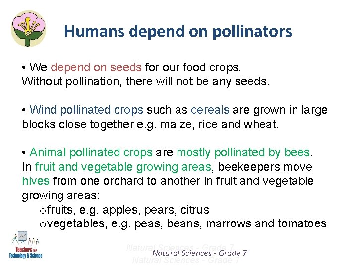 Humans depend on pollinators • We depend on seeds for our food crops. Without