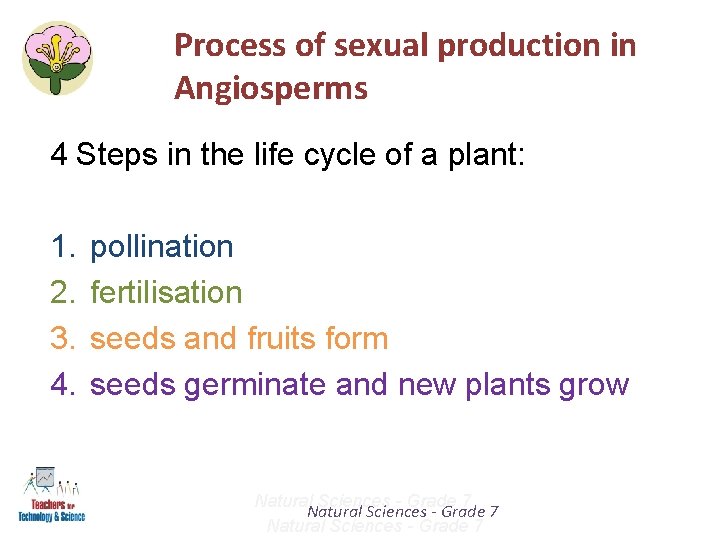 Process of sexual production in Angiosperms 4 Steps in the life cycle of a