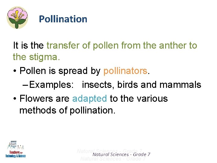 Pollination It is the transfer of pollen from the anther to the stigma. •