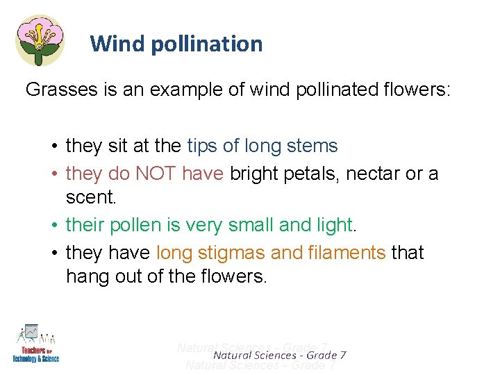 Wind pollination Grasses is an example of wind pollinated flowers: • they sit at