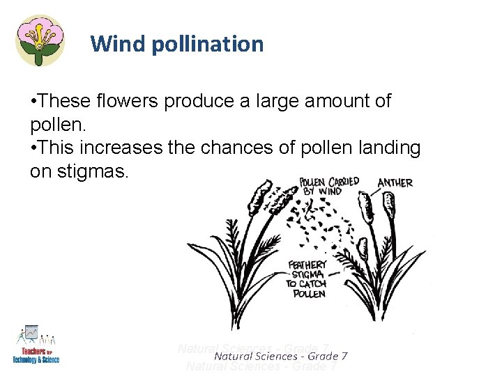 Wind pollination • These flowers produce a large amount of pollen. • This increases