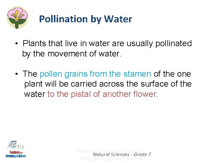 Pollination by Water • Plants that live in water are usually pollinated by the