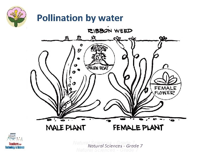 Pollination by water Natural Sciences - Grade 7 