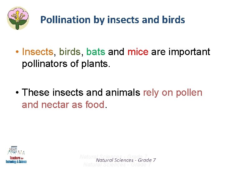 Pollination by insects and birds • Insects, birds, bats and mice are important pollinators