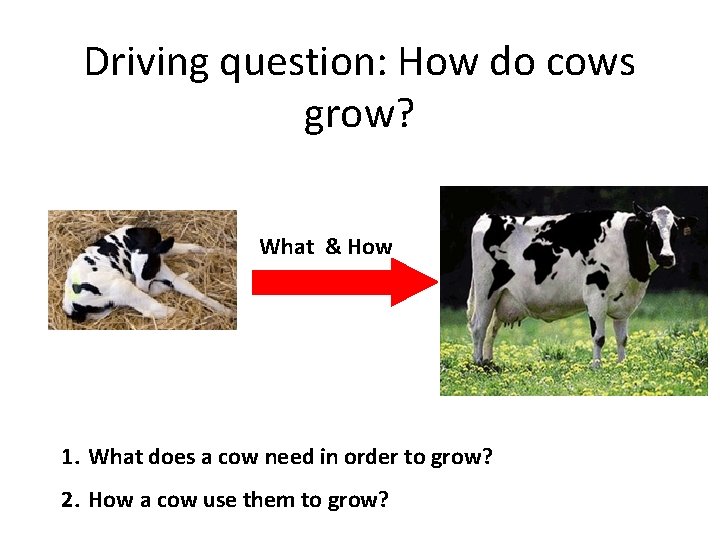 Driving question: How do cows grow? What & How 1. What does a cow
