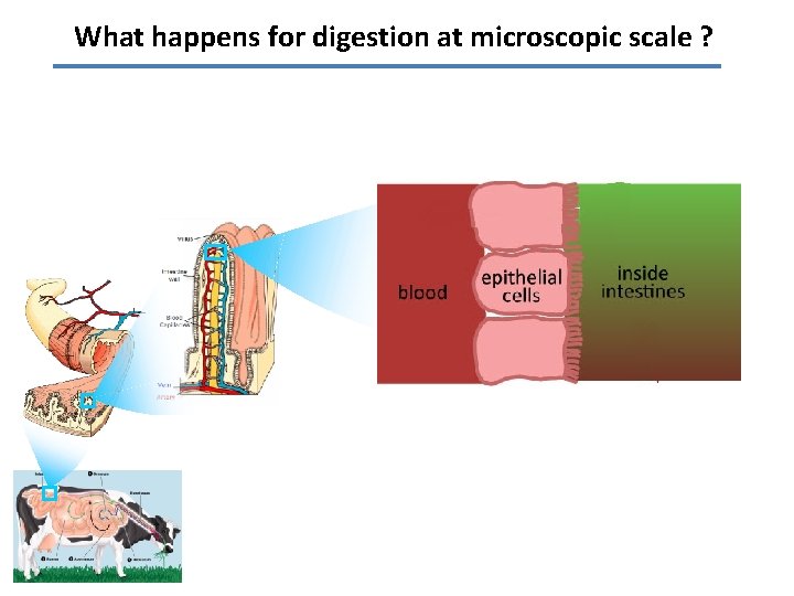 What happens for digestion at microscopic scale ? 