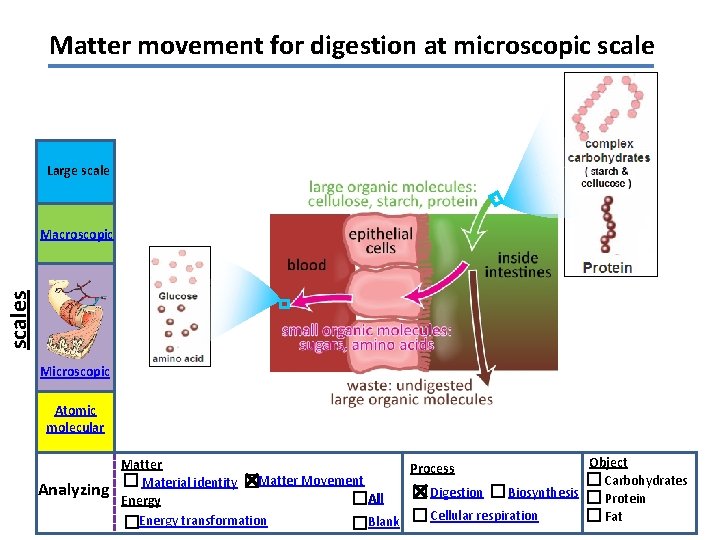 Matter movement for digestion at microscopic scale Large scales Macroscopic Microscopic Atomic molecular Analyzing