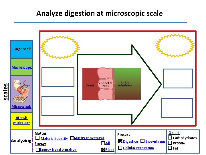 Analyze digestion at microscopic scale Large scales Macroscopic Microscopic Atomic molecular Analyzing Object Matter