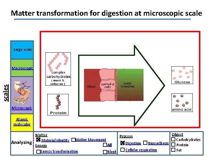 Matter transformation for digestion at microscopic scale Large scales Macroscopic Microscopic Atomic molecular Analyzing