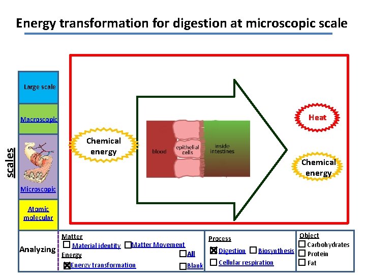 Energy transformation for digestion at microscopic scale Large scale Heat Macroscopic scales Chemical energy