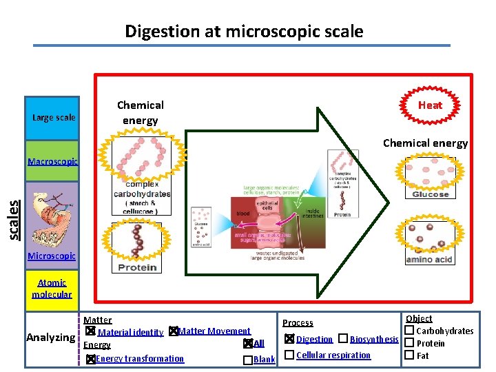 Digestion at microscopic scale Large scale Chemical energy Heat Chemical energy scales Macroscopic Microscopic