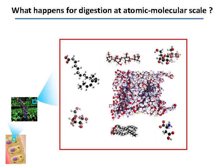 What happens for digestion at atomic-molecular scale ? 