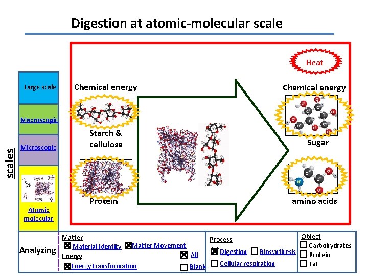 Digestion at atomic-molecular scale Heat Large scale Chemical energy scales Macroscopic Microscopic Atomic molecular