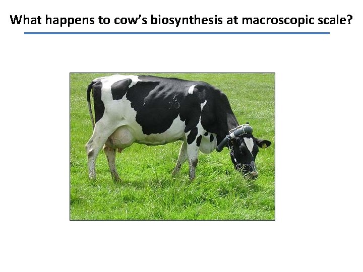 What happens to cow’s biosynthesis at macroscopic scale? 